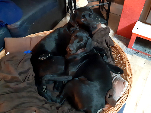 Wir sind ein hundefreundliches Hotel