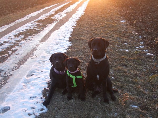 Wir sind ein hundefreundliches Hotel