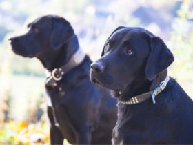 Wir sind ein hundefreundliches Hotel