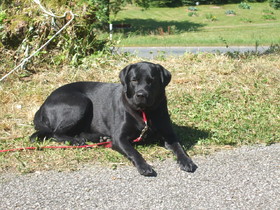 Wir sind ein hundefreundliches Hotel